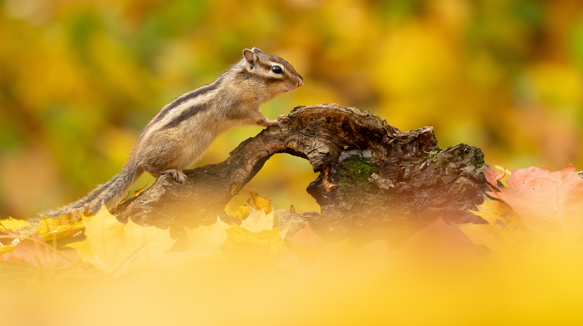 Siberische Grondeekhoorn - Siberian Chipmunk