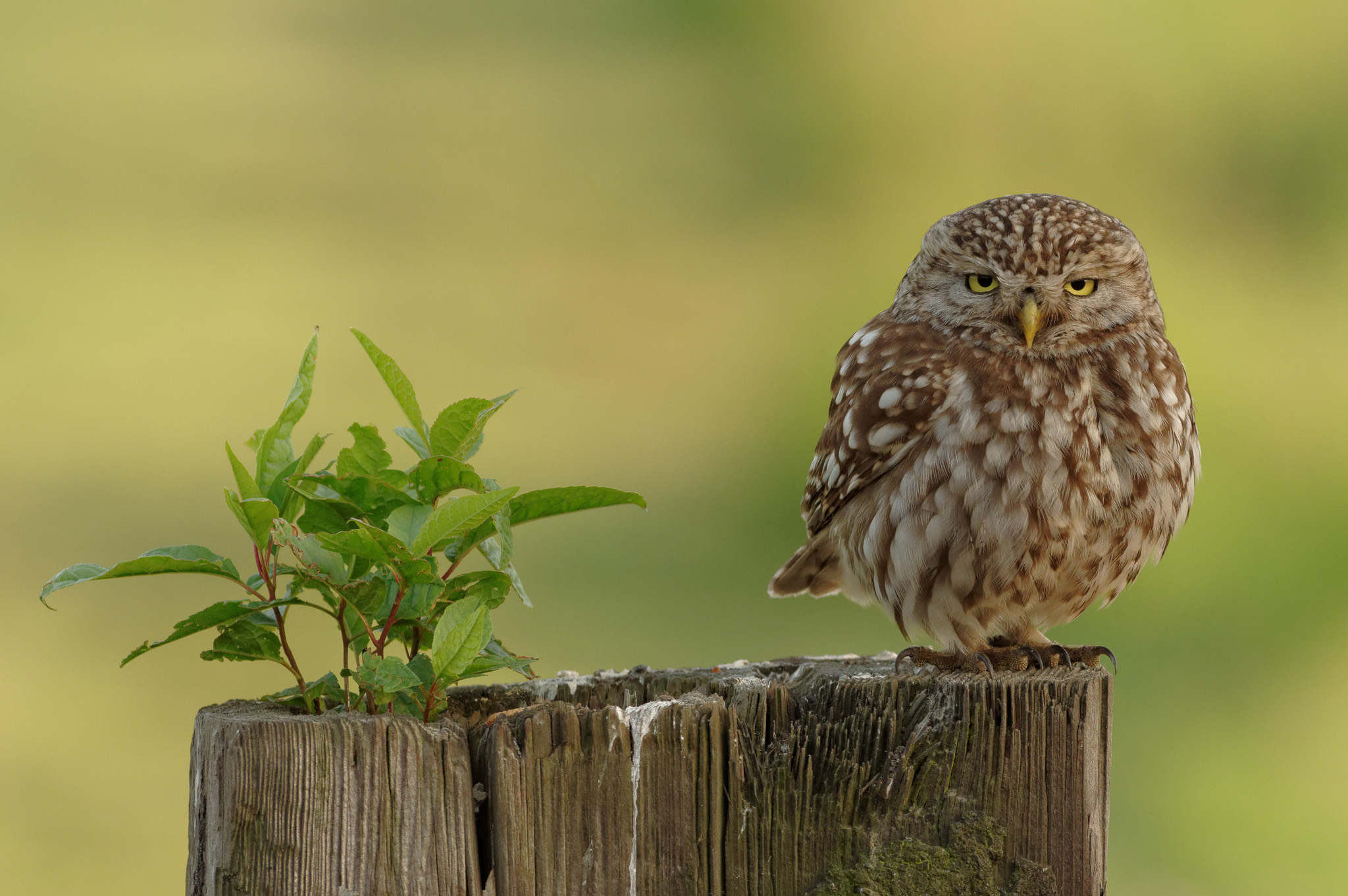 Steenuil - Little Owl