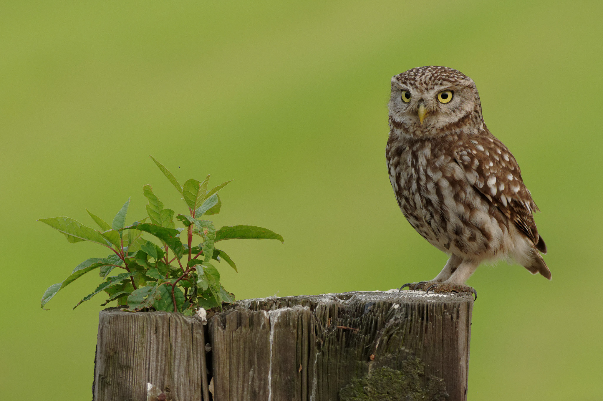 Steenuil - Little Owl