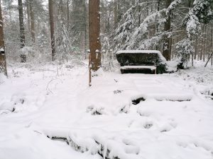 Boshut winter - Foresthide winter