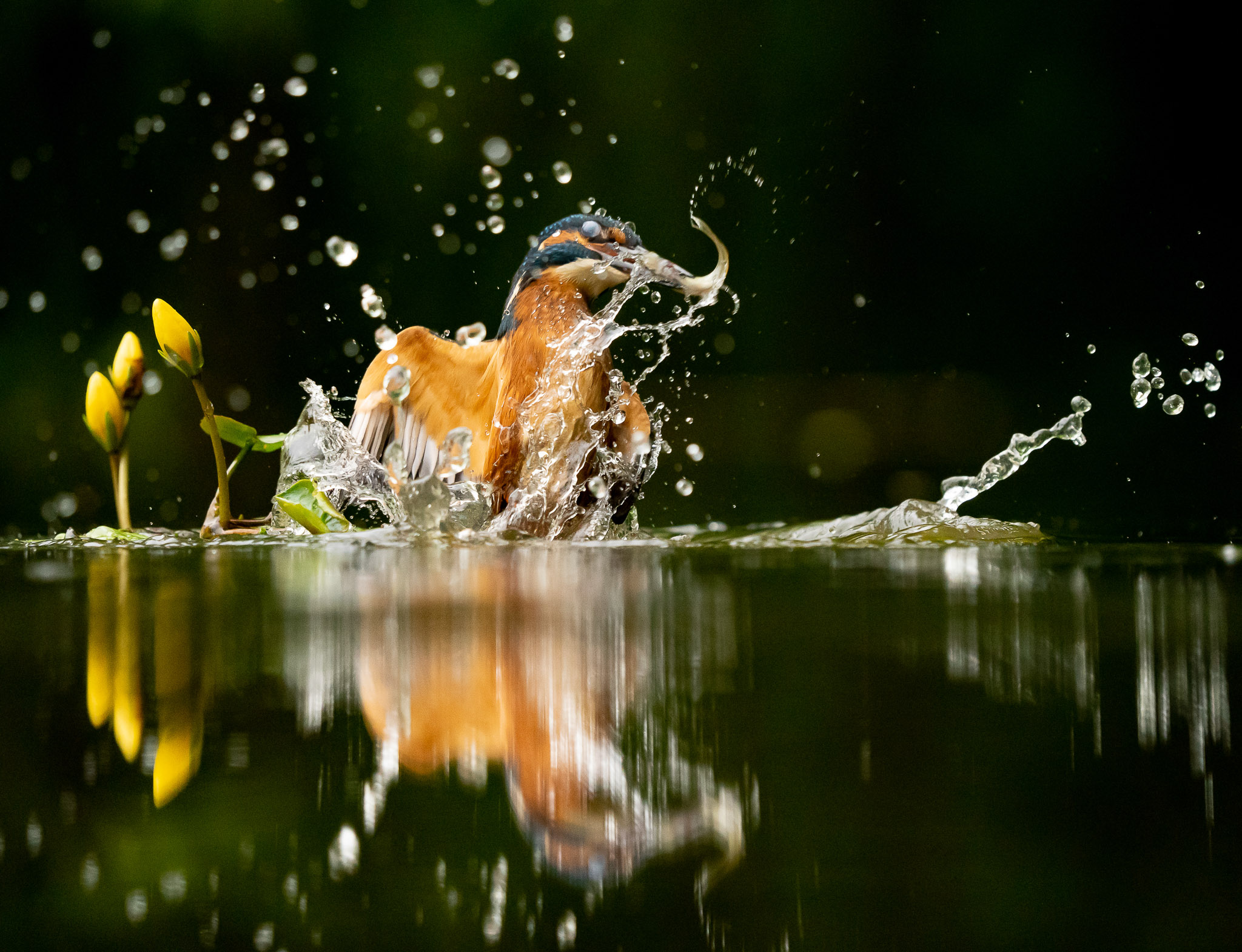 Ijsvogel - Kingfisher