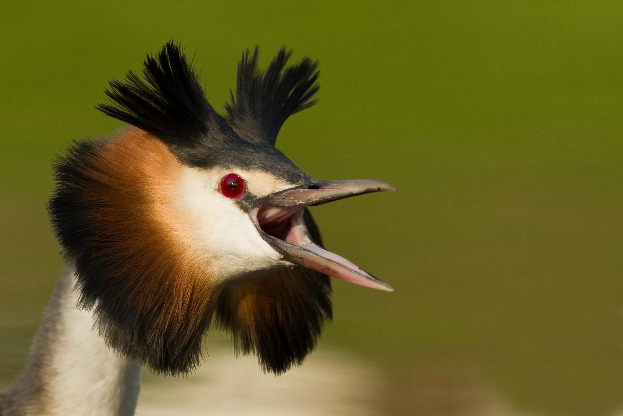 Fuut - Great crested grebe