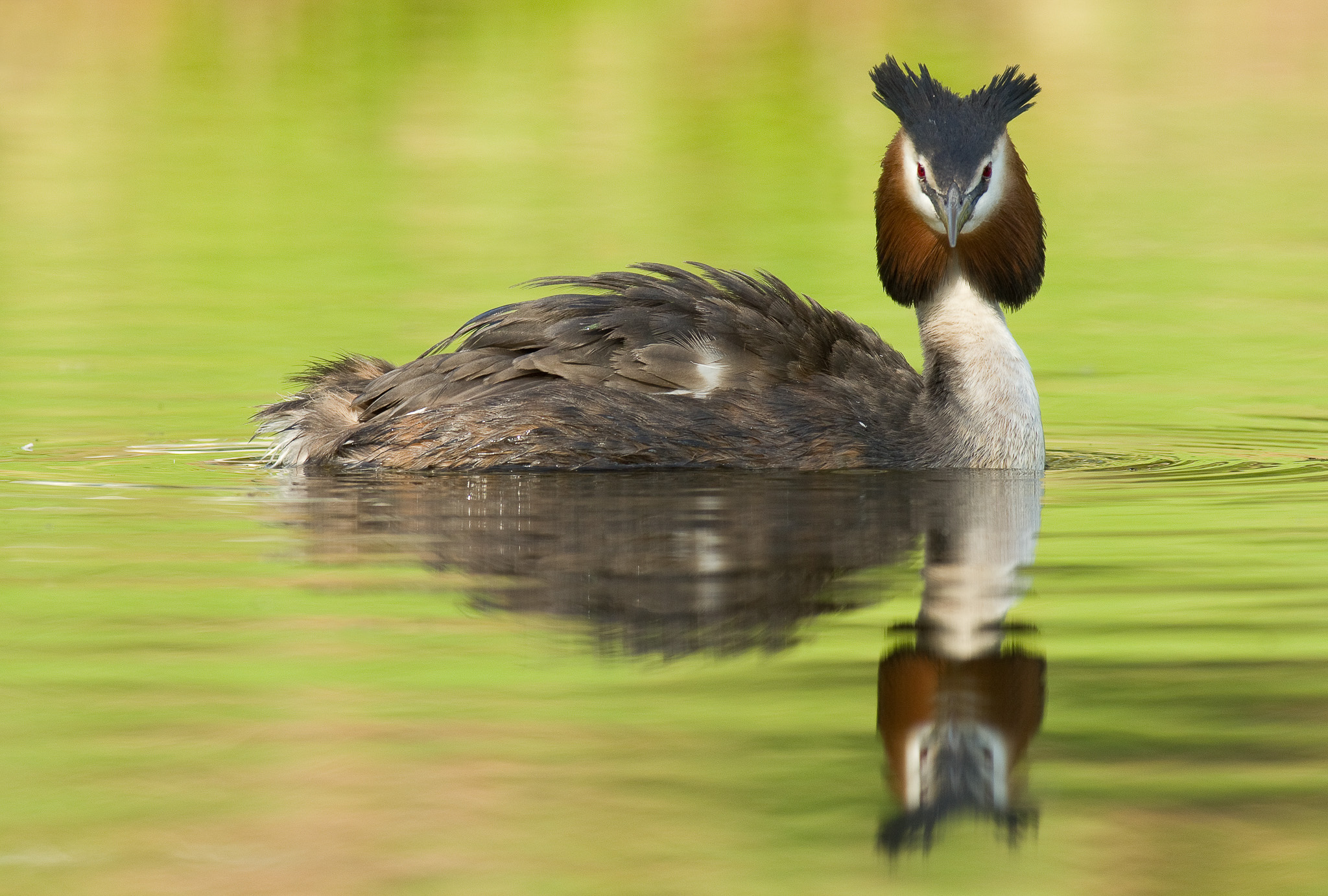 Fuut - Great crested grebe