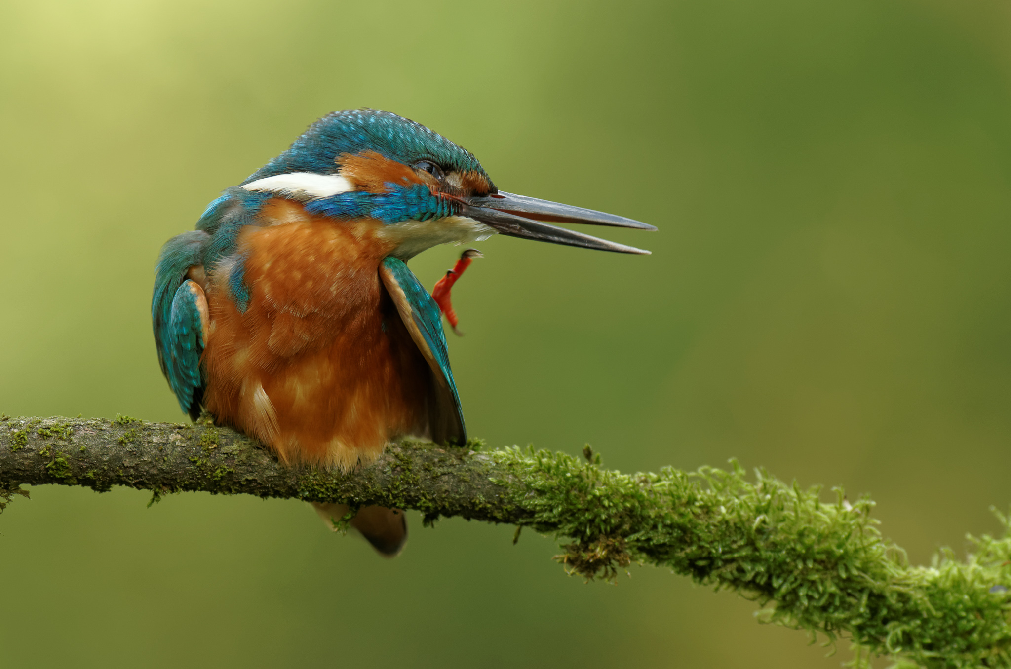 Ijsvogel - Kingfisher