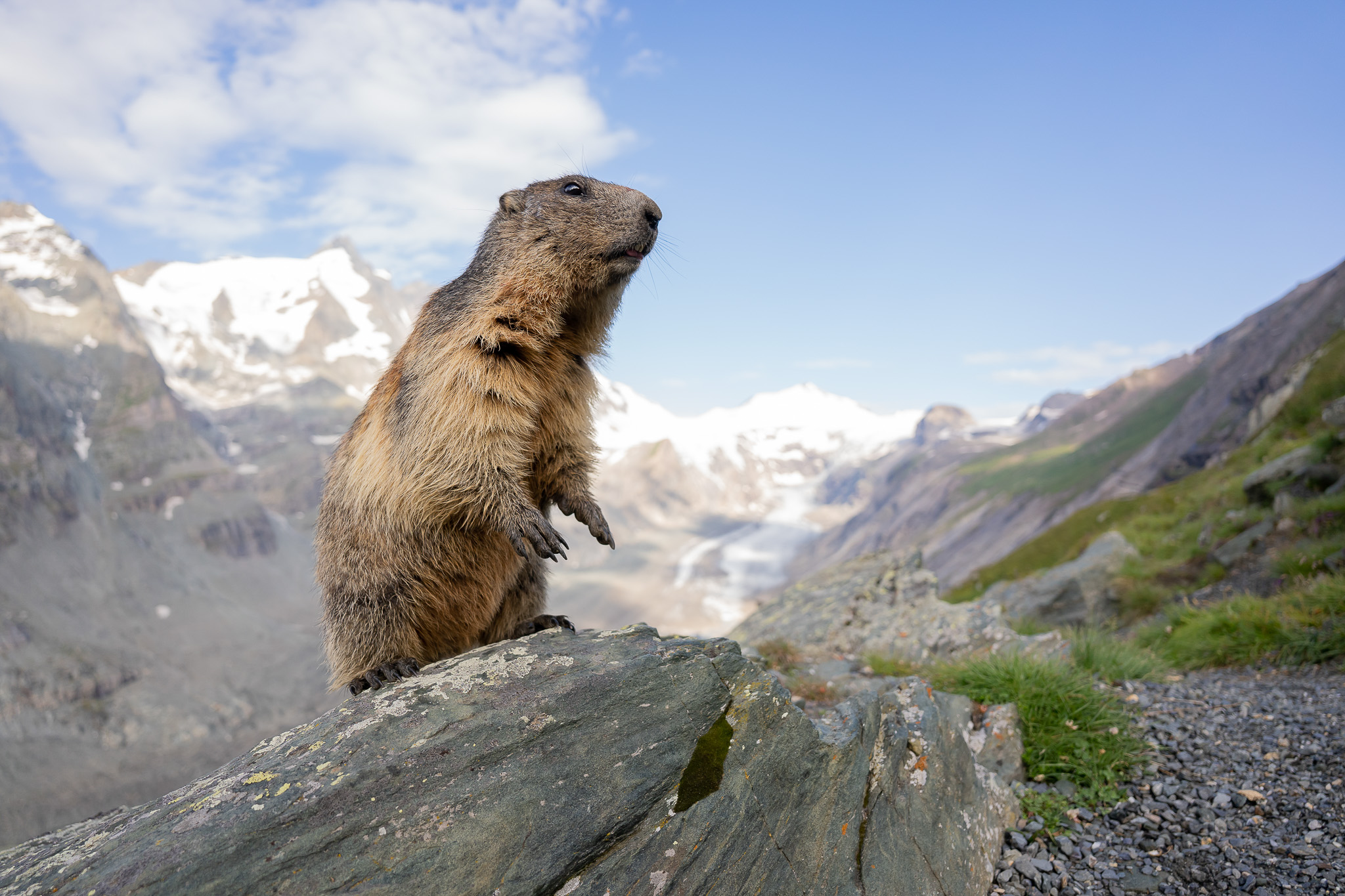 Alpenmarmot - Alpine marmot