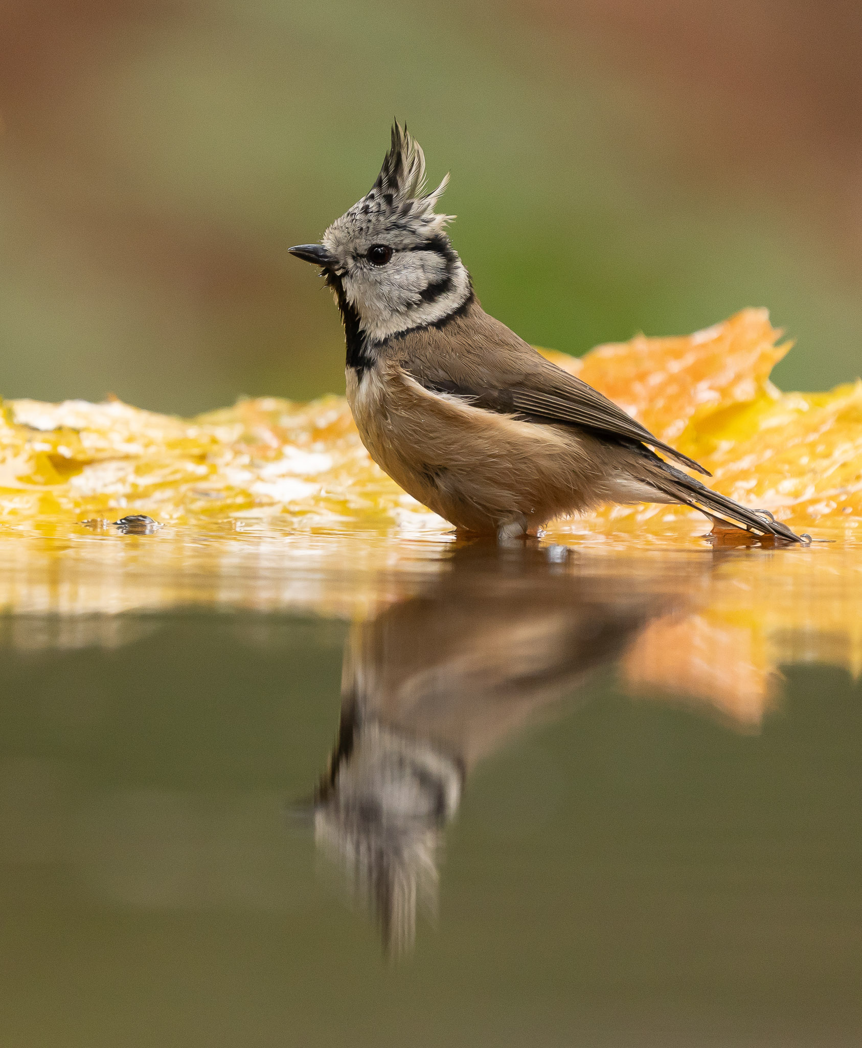 Kuifmees - Crested Tit