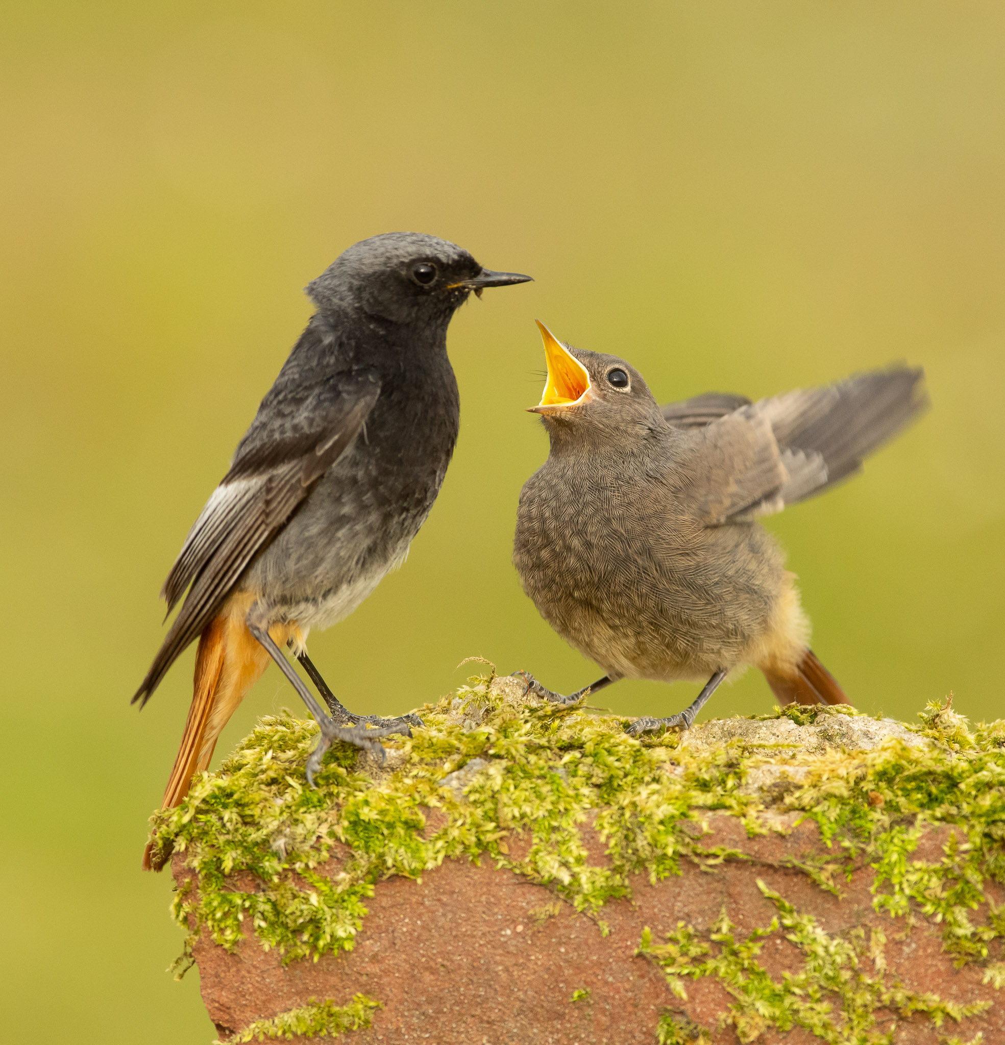Zwarte Roodstaart - Black Redstart