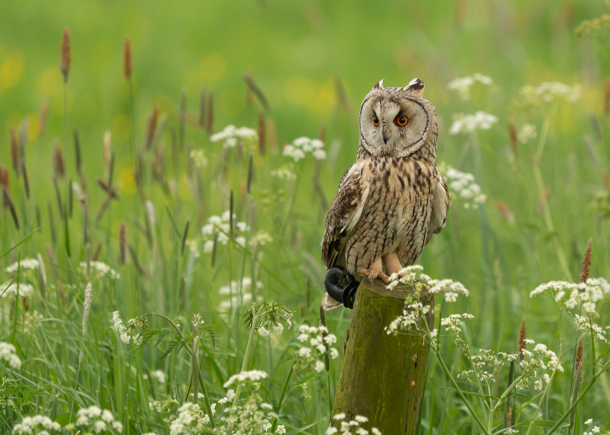 Ransuil - Long Eared Owl