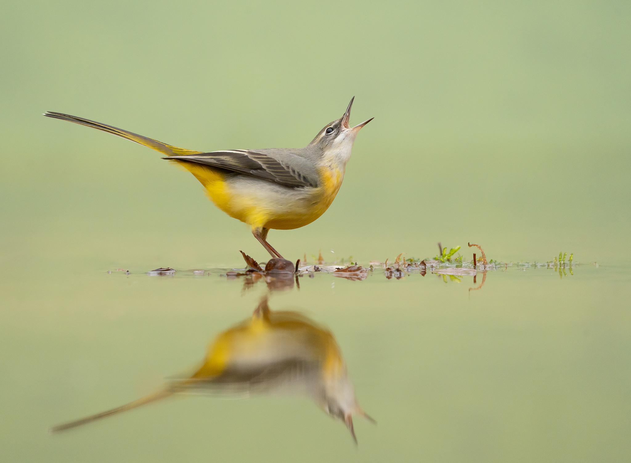 Grote gele kwikstaart