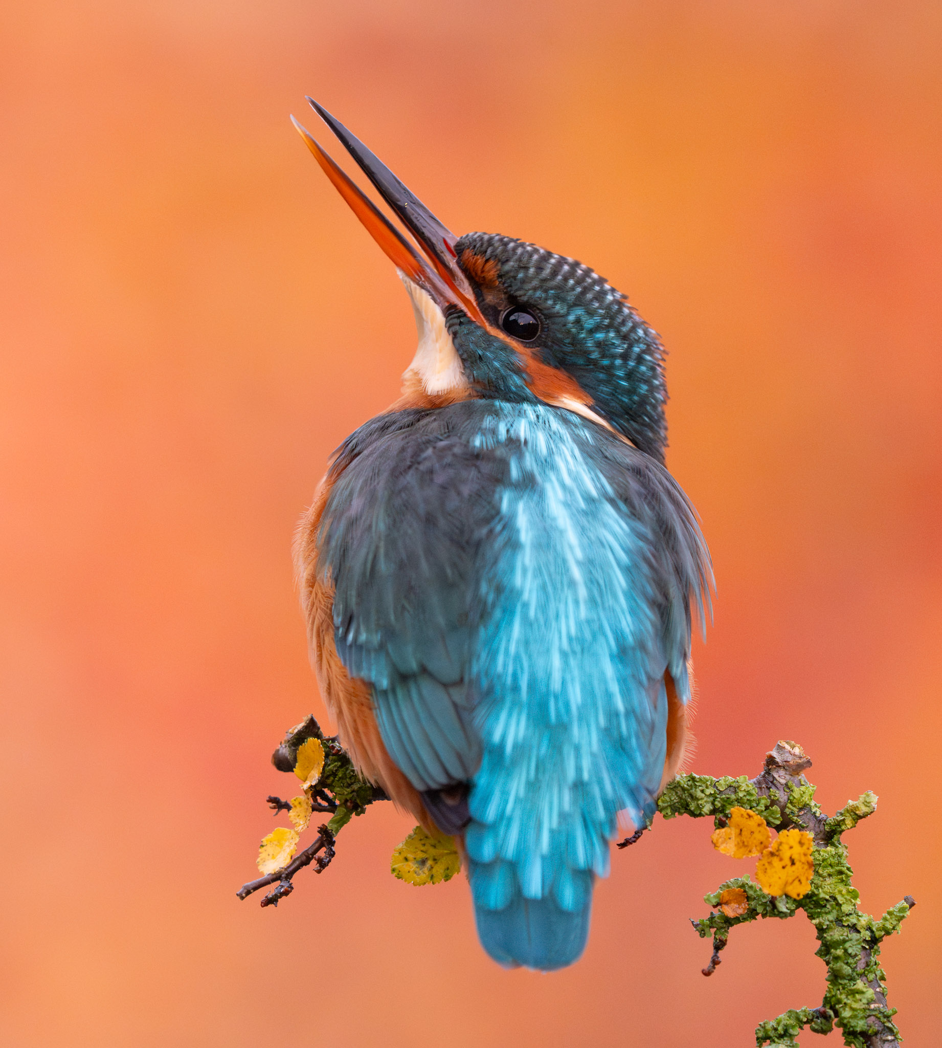 Ijsvogel - Kingfisher