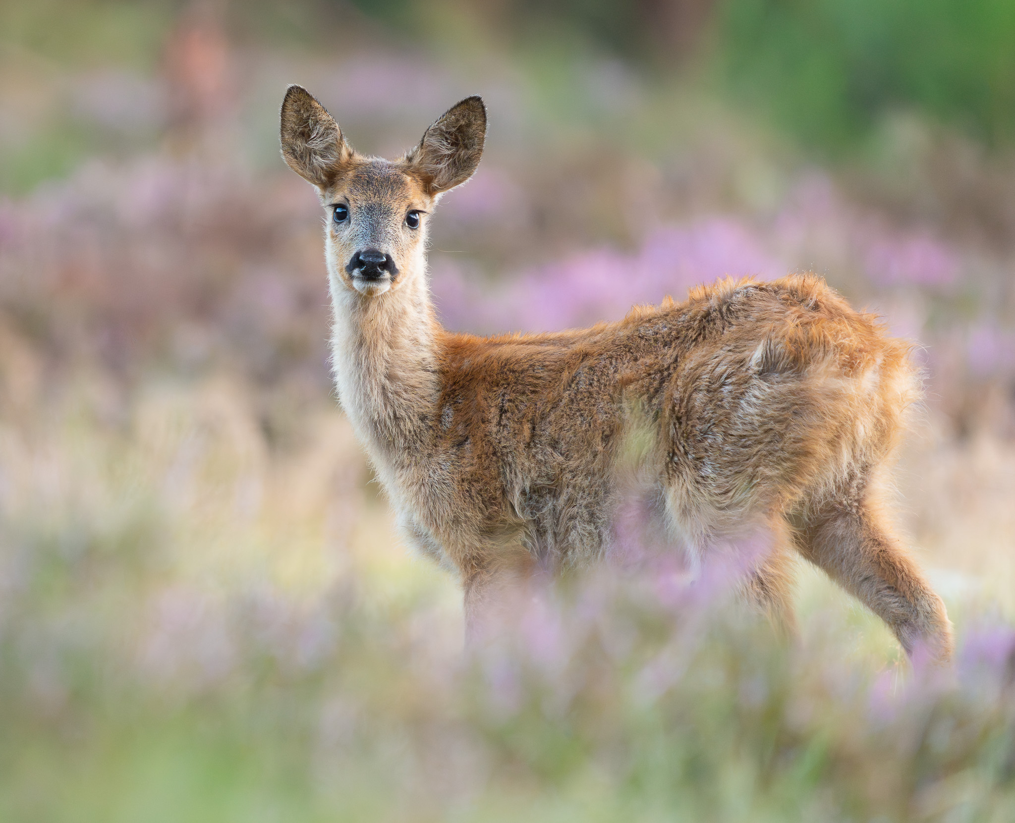 Ree - Roe deer