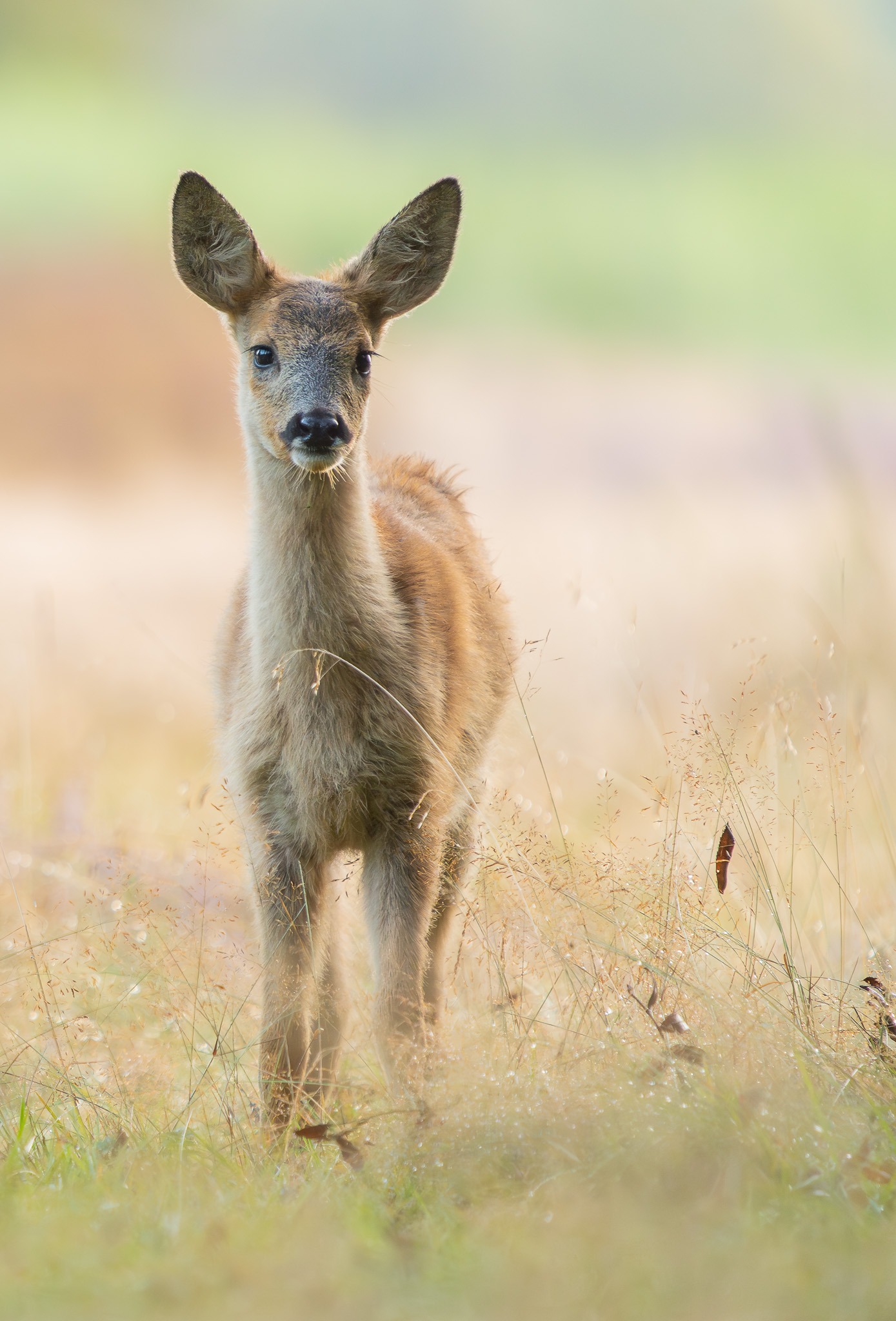Ree - Roe deer