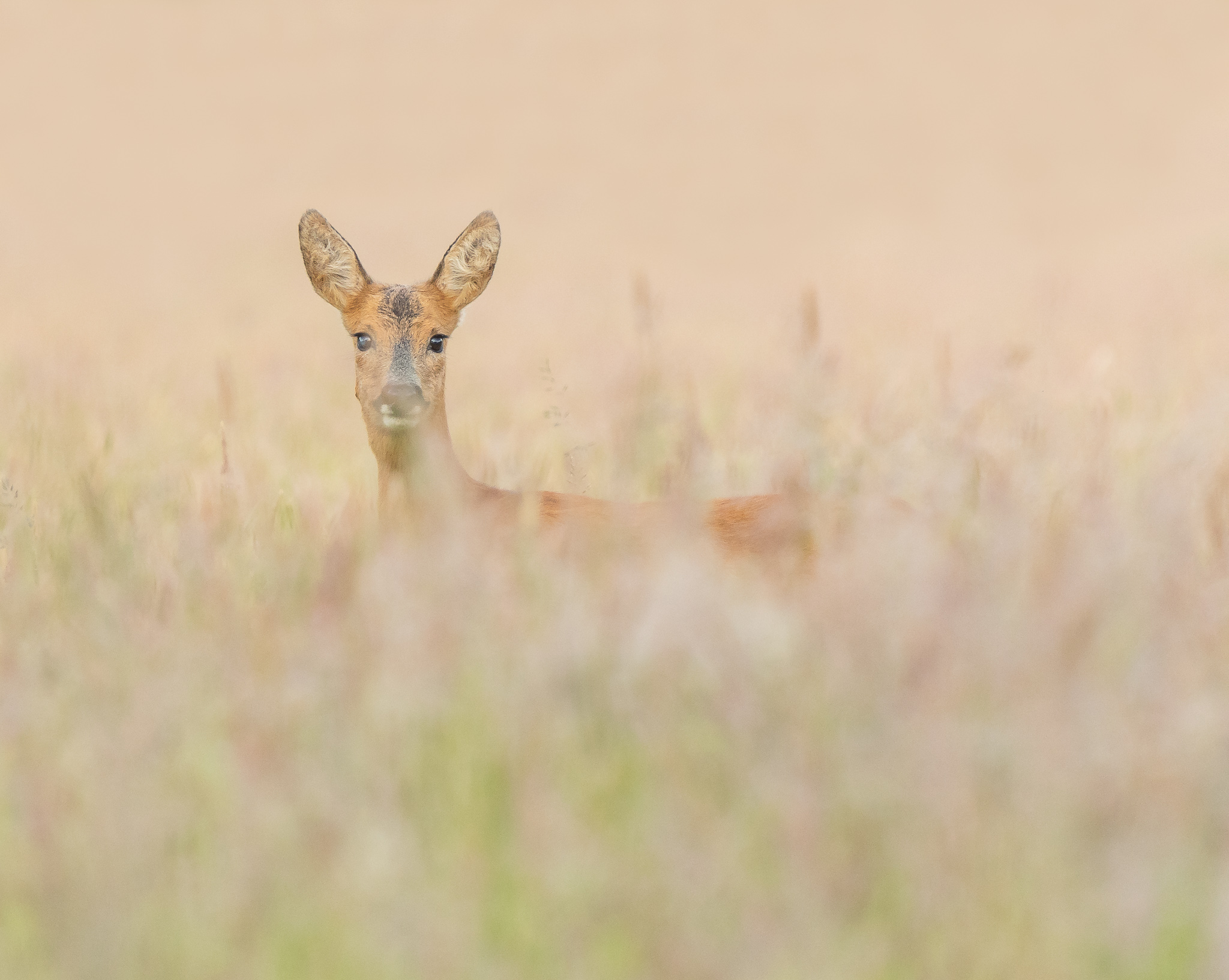 Ree - Roe deer
