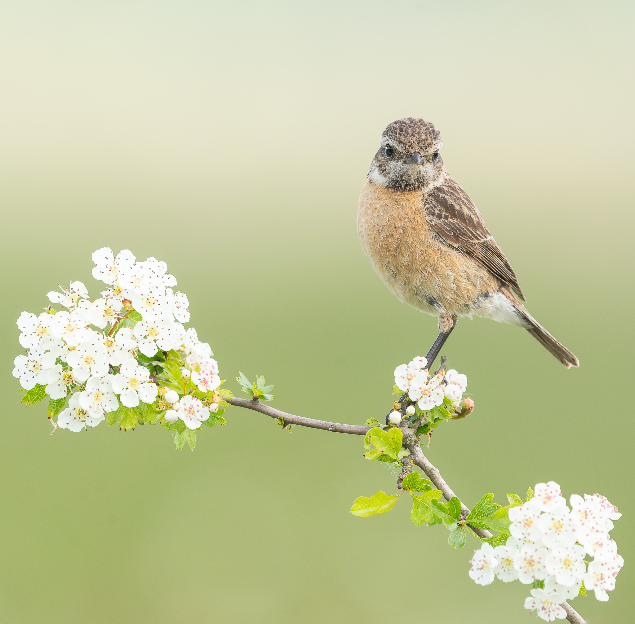 Roodborsttapuit -Stonechat