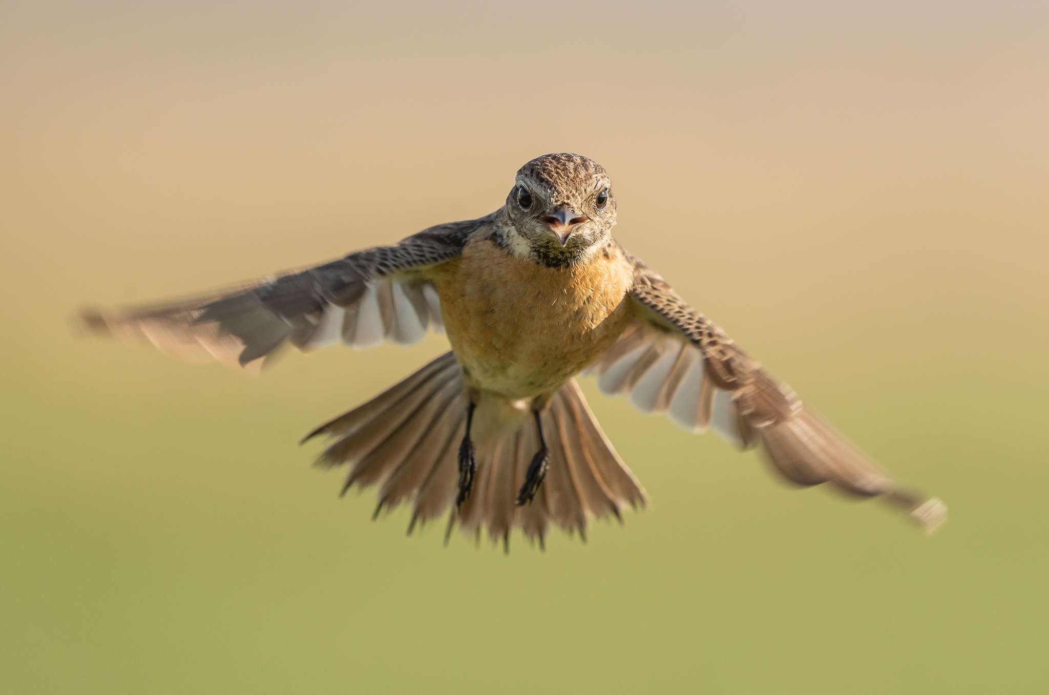 Roodborsttapuit - Stonechat