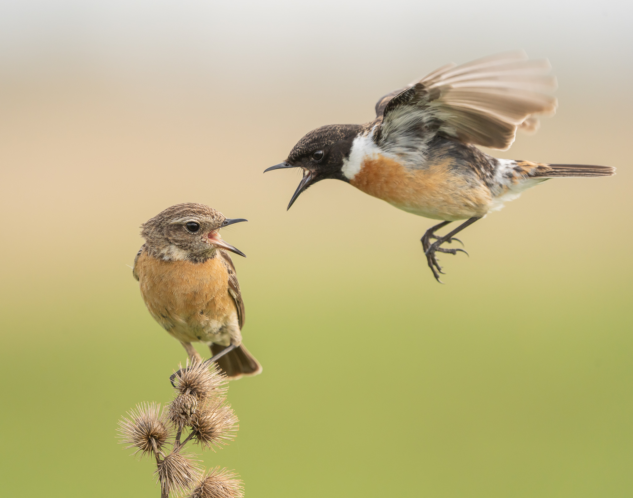 Roodborsttapuit - Stonechat