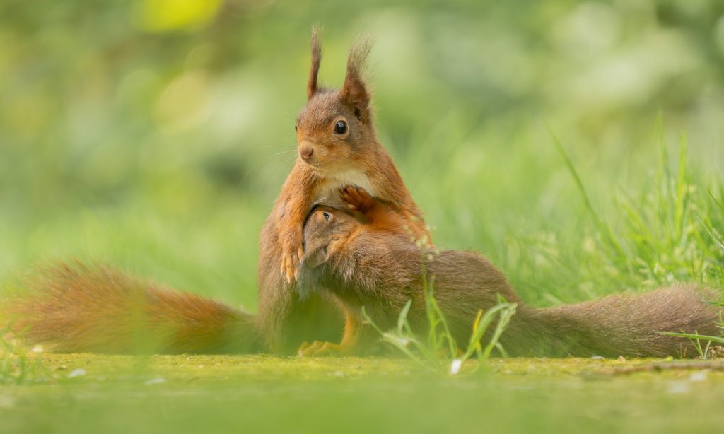 Eekhoorn - Squirrel