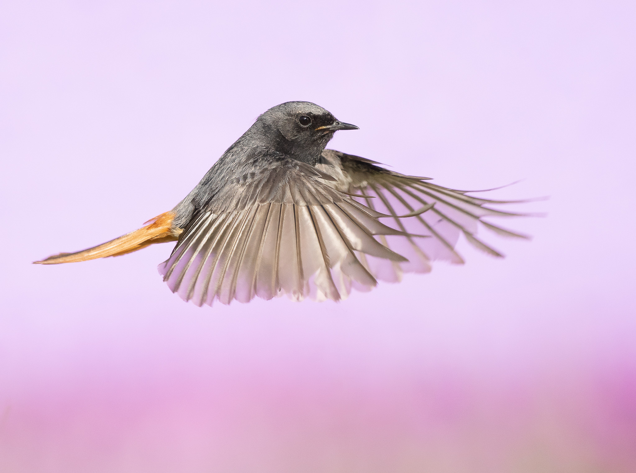 zwarteroodstaart - Black Redstart