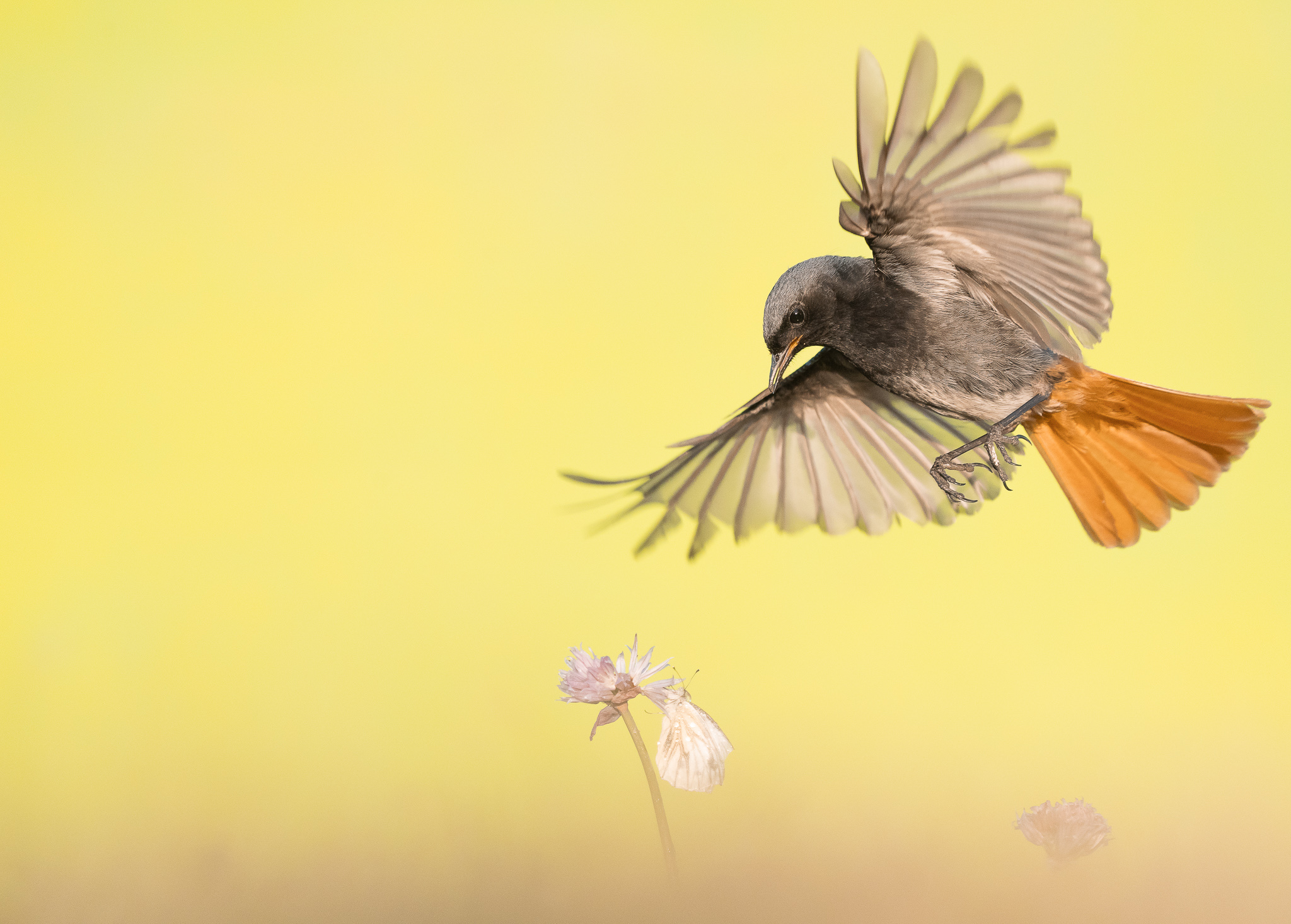 zwarteroodstaart - Black Redstart
