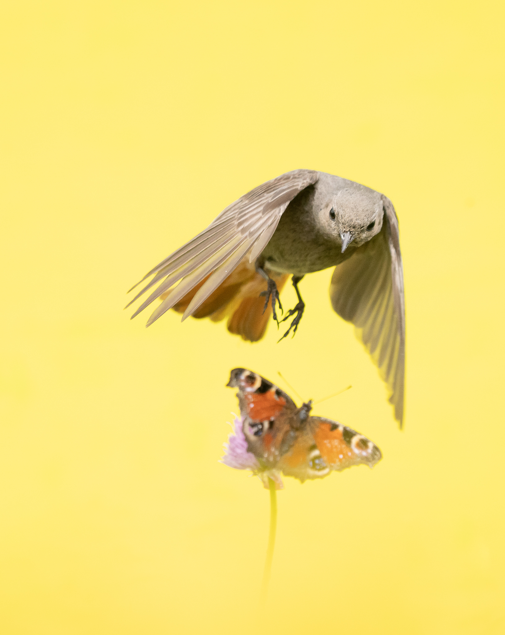 zwarteroodstaart - Black Redstart