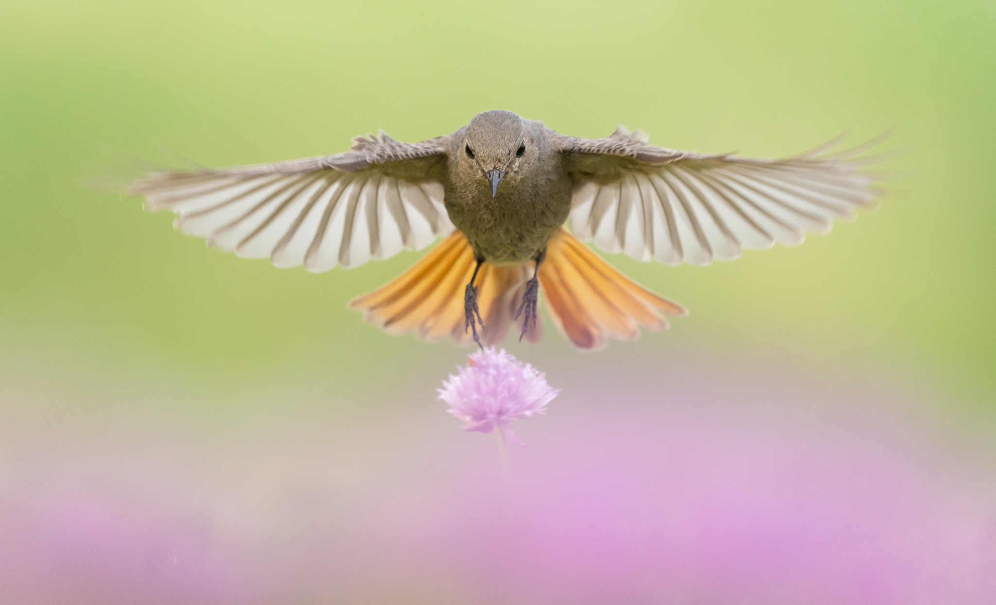 zwarteroodstaart - Black Redstart